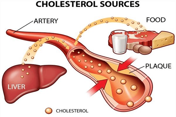 Nguồn cung cấp Cholesterol cho cơ thể Nguồn cung cấp Cholesterol cho cơ thể