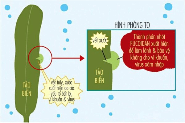 fucoidan được chiết xuất từ rong nâu fucoidan được chiết xuất từ rong nâu