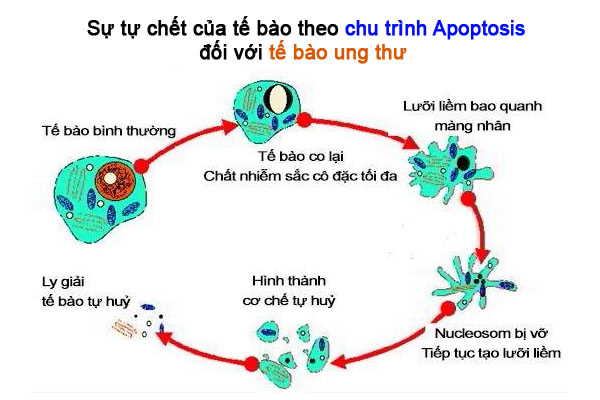Chu trình tự hủy diệt tế bào theo chương trình Apoptosis đối với tế bào ung thư Chu trình tự hủy diệt tế bào theo chương trình Apoptosis đối với tế bào ung thư